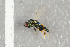  ( - NHMO-DAR-6449)  @12 [ ] CreativeCommons - Attribution Non-Commercial Share-Alike (2015) Unspecified University of Oslo, Natural History Museum