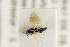  (Pteromalus apum - NHMO-DAR-4930)  @13 [ ] CreativeCommons - Attribution Non-Commercial Share-Alike (2015) Unspecified University of Oslo, Natural History Museum