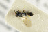  ( - NHMO-DAR-4931)  @12 [ ] CreativeCommons - Attribution Non-Commercial Share-Alike (2015) Unspecified University of Oslo, Natural History Museum