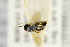  ( - NHMO-DAR-4933)  @11 [ ] CreativeCommons - Attribution Non-Commercial Share-Alike (2015) Unspecified University of Oslo, Natural History Museum