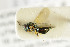  ( - NHMO-DAR-4934)  @11 [ ] CreativeCommons - Attribution Non-Commercial Share-Alike (2015) Unspecified University of Oslo, Natural History Museum