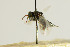  (Pteromalus cioni - NHMO-DAR-4937)  @11 [ ] CreativeCommons - Attribution Non-Commercial Share-Alike (2015) Unspecified University of Oslo, Natural History Museum