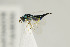  ( - NHMO-DAR-4938)  @11 [ ] CreativeCommons - Attribution Non-Commercial Share-Alike (2015) Unspecified University of Oslo, Natural History Museum