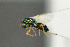  ( - NHMO-DAR-6415)  @11 [ ] CreativeCommons - Attribution Non-Commercial Share-Alike (2015) Unspecified University of Oslo, Natural History Museum