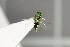  ( - NHMO-DAR-6417)  @13 [ ] CreativeCommons - Attribution Non-Commercial Share-Alike (2015) Unspecified University of Oslo, Natural History Museum