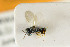  (Pteromalus platyphilus - NHMO-DAR-4944)  @11 [ ] CreativeCommons - Attribution Non-Commercial Share-Alike (2015) Unspecified University of Oslo, Natural History Museum