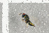  ( - NHMO-DAR-6419)  @12 [ ] CreativeCommons - Attribution Non-Commercial Share-Alike (2015) Unspecified University of Oslo, Natural History Museum
