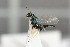  (Pteromalus dispar - NHMO-DAR-6424)  @12 [ ] CreativeCommons - Attribution Non-Commercial Share-Alike (2015) Unspecified University of Oslo, Natural History Museum