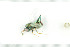  ( - NHMO-DAR-12093)  @12 [ ] CreativeCommons - Attribution Non-Commercial Share-Alike (2017) Unspecified University of Oslo, Natural History Museum
