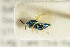  ( - NHMO-DAR-4951)  @14 [ ] CreativeCommons - Attribution Non-Commercial Share-Alike (2015) Unspecified University of Oslo, Natural History Museum