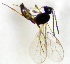  ( - HERSELEB 2016B 051)  @12 [ ] CreativeCommons - Attribution Non-Commercial Share-Alike (2017) Unspecified University of Oslo, Natural History Museum