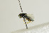  ( - NHMO-DAR-4954)  @11 [ ] CreativeCommons - Attribution Non-Commercial Share-Alike (2015) Unspecified University of Oslo, Natural History Museum
