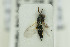  (Pteromalus musaeus - NHMO-DAR-6429)  @12 [ ] CreativeCommons - Attribution Non-Commercial Share-Alike (2015) Unspecified University of Oslo, Natural History Museum
