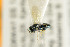  ( - NHMO-DAR-4955)  @11 [ ] CreativeCommons - Attribution Non-Commercial Share-Alike (2015) Unspecified University of Oslo, Natural History Museum