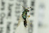  ( - NHMO-DAR-6430)  @11 [ ] CreativeCommons - Attribution Non-Commercial Share-Alike (2015) Unspecified University of Oslo, Natural History Museum