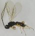  ( - HERSELEB 2016B 058)  @12 [ ] CreativeCommons - Attribution Non-Commercial Share-Alike (2017) Unspecified University of Oslo, Natural History Museum