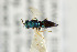  ( - NHMO-DAR-4960)  @11 [ ] CreativeCommons - Attribution Non-Commercial Share-Alike (2015) Unspecified University of Oslo, Natural History Museum