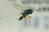  ( - NHMO-DAR-6435)  @13 [ ] CreativeCommons - Attribution Non-Commercial Share-Alike (2015) Unspecified University of Oslo, Natural History Museum