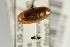  ( - NHMO-DAR-4962)  @11 [ ] CreativeCommons - Attribution Non-Commercial Share-Alike (2015) Unspecified University of Oslo, Natural History Museum
