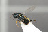  ( - NHMO-DAR-6438)  @11 [ ] CreativeCommons - Attribution Non-Commercial Share-Alike (2015) Unspecified University of Oslo, Natural History Museum