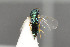  ( - NHMO-DAR-6454)  @11 [ ] CreativeCommons - Attribution Non-Commercial Share-Alike (2015) Unspecified University of Oslo, Natural History Museum