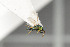  ( - NHMO-DAR-6455)  @11 [ ] CreativeCommons - Attribution Non-Commercial Share-Alike (2015) Unspecified University of Oslo, Natural History Museum