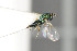  (Pteromalus egregius - NHMO-DAR-6456)  @13 [ ] CreativeCommons - Attribution Non-Commercial Share-Alike (2015) Unspecified University of Oslo, Natural History Museum