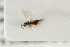  ( - NHMO-DAR-4971)  @11 [ ] CreativeCommons - Attribution Non-Commercial Share-Alike (2015) Unspecified University of Oslo, Natural History Museum
