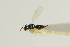  ( - NHMO-DAR-4973)  @11 [ ] CreativeCommons - Attribution Non-Commercial Share-Alike (2015) Unspecified University of Oslo, Natural History Museum