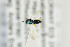  ( - NHMO-DAR-4978)  @11 [ ] CreativeCommons - Attribution Non-Commercial Share-Alike (2015) Unspecified University of Oslo, Natural History Museum