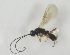  ( - HERSELEB 2016B 093)  @13 [ ] CreativeCommons - Attribution Non-Commercial Share-Alike (2017) Unspecified University of Oslo, Natural History Museum