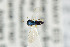  ( - NHMO-DAR-4979)  @11 [ ] CreativeCommons - Attribution Non-Commercial Share-Alike (2015) Unspecified University of Oslo, Natural History Museum