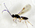  ( - HERSELEB 2016B 095)  @11 [ ] CreativeCommons - Attribution Non-Commercial Share-Alike (2017) Unspecified University of Oslo, Natural History Museum