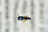  (Pteromalus hieracii - NHMO-DAR-4981)  @13 [ ] CreativeCommons - Attribution Non-Commercial Share-Alike (2015) Unspecified University of Oslo, Natural History Museum