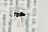  ( - NHMO-DAR-4984)  @11 [ ] CreativeCommons - Attribution Non-Commercial Share-Alike (2015) Unspecified University of Oslo, Natural History Museum