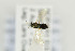  (Ablaxia anaxenor - NHMO-DAR-4995)  @11 [ ] CreativeCommons - Attribution Non-Commercial Share-Alike (2015) Unspecified University of Oslo, Natural History Museum