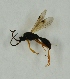  (Proctotrupes sp. LOH_8 - NHMO-DAR-8330)  @11 [ ] CreativeCommons - Attribution Non-Commercial Share-Alike (2016) Unspecified University of Oslo, Natural History Museum