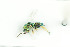  ( - NHMO-DAR-12105)  @13 [ ] CreativeCommons - Attribution Non-Commercial Share-Alike (2017) Unspecified University of Oslo, Natural History Museum