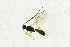  ( - NHMO-ENT-292546)  @13 [ ] CreativeCommons - Attribution Non-Commercial Share-Alike (2018) Unspecified University of Oslo, Natural History Museum
