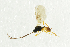  (Chorebus nanus - NHMO-ENT-292598)  @14 [ ] CreativeCommons - Attribution Non-Commercial Share-Alike (2018) Unspecified University of Oslo, Natural History Museum