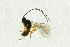  (Chorebus nr. tamiris 2 - NHMO-ENT-292601)  @13 [ ] CreativeCommons - Attribution Non-Commercial Share-Alike (2018) Unspecified University of Oslo, Natural History Museum