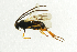  ( - NHMO-ENT-292657)  @13 [ ] CreativeCommons - Attribution Non-Commercial Share-Alike (2018) Unspecified University of Oslo, Natural History Museum