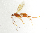  ( - NHMO-ENT-292666)  @13 [ ] CreativeCommons - Attribution Non-Commercial Share-Alike (2018) Unspecified University of Oslo, Natural History Museum