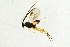  (Glyptapanteles aletta - NHMO-ENT-298253)  @13 [ ] CreativeCommons - Attribution Non-Commercial Share-Alike (2018) Unspecified University of Oslo, Natural History Museum