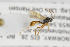  (Probles versutus - NHMO-ENT-294178)  @11 [ ] CreativeCommons - Attribution Non-Commercial Share-Alike (2019) Unspecified University of Oslo, Natural History Museum