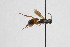  ( - NHMO-ENT-443383)  @11 [ ] CreativeCommons - Attribution Non-Commercial Share-Alike (2019) Unspecified University of Oslo, Natural History Museum