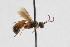  ( - NHMO-ENT-443384)  @11 [ ] CreativeCommons - Attribution Non-Commercial Share-Alike (2019) Unspecified University of Oslo, Natural History Museum