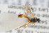  ( - NHMO-ENT-294175)  @11 [ ] CreativeCommons - Attribution Non-Commercial Share-Alike (2019) Unspecified University of Oslo, Natural History Museum