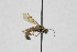  ( - NHMO-ENT-443517)  @11 [ ] CreativeCommons - Attribution Non-Commercial Share-Alike (2019) Unspecified University of Oslo, Natural History Museum