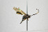  ( - NHMO-ENT-294706)  @11 [ ] CreativeCommons - Attribution Non-Commercial Share-Alike (2019) Unspecified University of Oslo, Natural History Museum